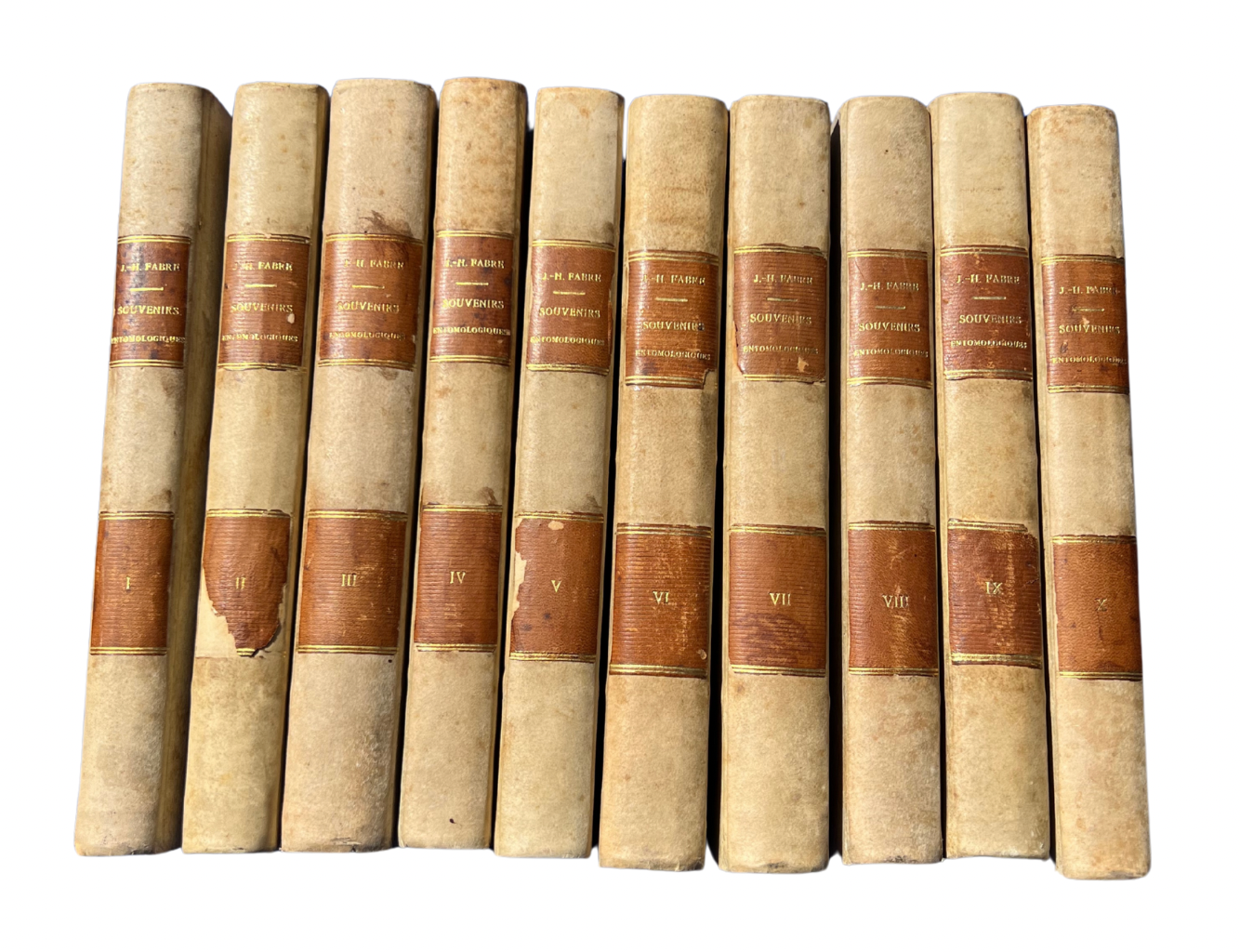 Antique Set of 10 Insect Books – Entomology Studies, 1879